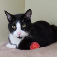 MOBY PAB28843, chat à adopter