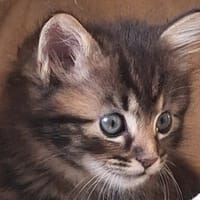 BAO, chat à adopter