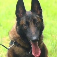 USMANN, chien à adopter
