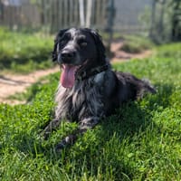 SAKO, chien à adopter