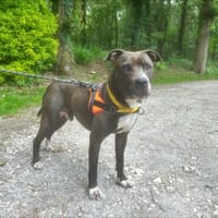 dante, chien à adopter