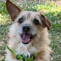 MONCAILLOU, chien à adopter