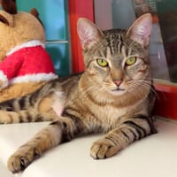 PAB28673 Tagada, chatte à adopter