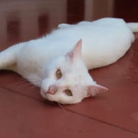 SNOW PAB28816, chat à adopter
