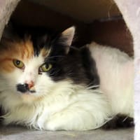 MINA PAB28750, chatte à adopter