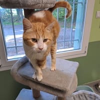 TITO, chat à adopter