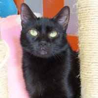 PASSY PAB28716, chatte à adopter