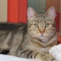 NEUILLY PAB28719, chat à adopter