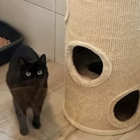 MANGO, chat à adopter
