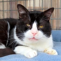 SEPTEAL PAB28210, chat à adopter