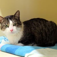 BINGO PAB28703, chat à adopter