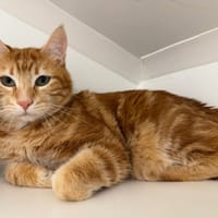 AZUL, chat à adopter