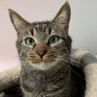 PRENTISS, chat à adopter