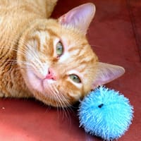 DRACO PAB28422, chat à adopter