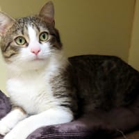 JAMES PAB28531, chat à adopter