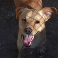 CORDOBES, chien à adopter