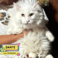 DANTE, gatto da adottare