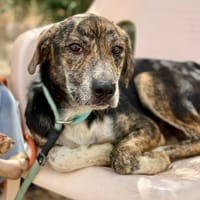 COLEEN (Maria), chienne à adopter
