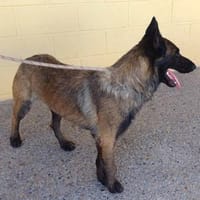 MANGO (Maria), chien à adopter