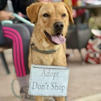 MARIGOLD (Maria), chienne à adopter