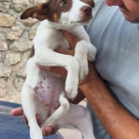 SOLE (Los Reyes), chienne à adopter