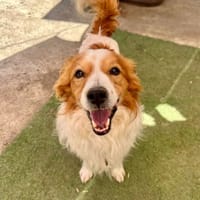 ISCO (Los Reyes), chien à adopter