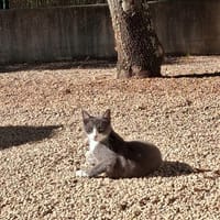 BABOUCHE et BABETTE, chatte à adopter