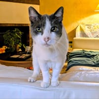 Bibine, chat à adopter
