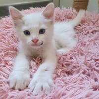 INAYO, chat à adopter