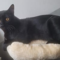 Brownie, chat à adopter