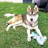 BALTO, chien à adopter