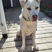 TAIGA, chienne à adopter