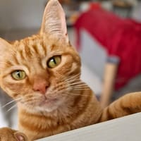 Quartz, chat à adopter