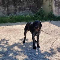 PATOU, chien à adopter