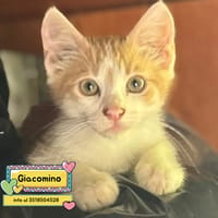 Giacomino, gatto da adottare