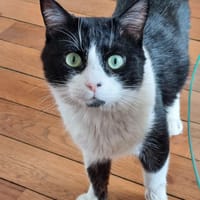 Auguste, chat à adopter