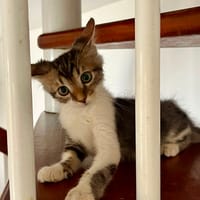 BARNABÉ, chaton type européen mâle, chat à adopter