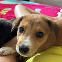 NILO, chiot Berger Créole mâle, chien à adopter