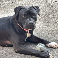 XENA, femelle croisée créole junior, chienne à adopter