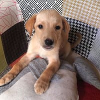 MYLO, chiot Berger Créole mâle, chien à adopter
