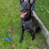 Maïa, Femelle, X Labrador, née le 10/11/2024 🐶, chienne à adopter