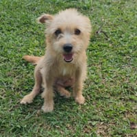 Lucie, femelle, X Terrier, née le 01/01/2023 🐶, chienne à adopter