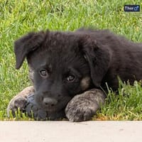 Thor 4 mon., Hund zur Adoption