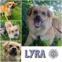 LYRA * zartes Mädchen sucht Halt, Hündin zur Adoption