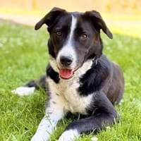 Taco - ist ausgeglichen, Hund zur Adoption