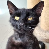 UPDATE zu Kater Bob, Kater zur Adoption