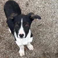junge neugiere Paula auf PS in Wiesbaden, Hündin zur Adoption