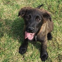 ERIK  Ein ganz süßer Fratz, Hund zur Adoption