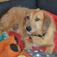 Dackel-Mix Hündin 1 1/2 Jahre kastriert, Hündin zur Adoption