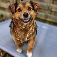 Charly 5 j. 28 cm, Hund zur Adoption
